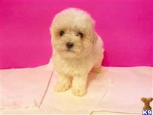 maltipoo puppy posted by NEW PUPPIES